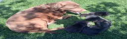 Labrador Retriever perros en venta: Labrador negro - Anuncio 2