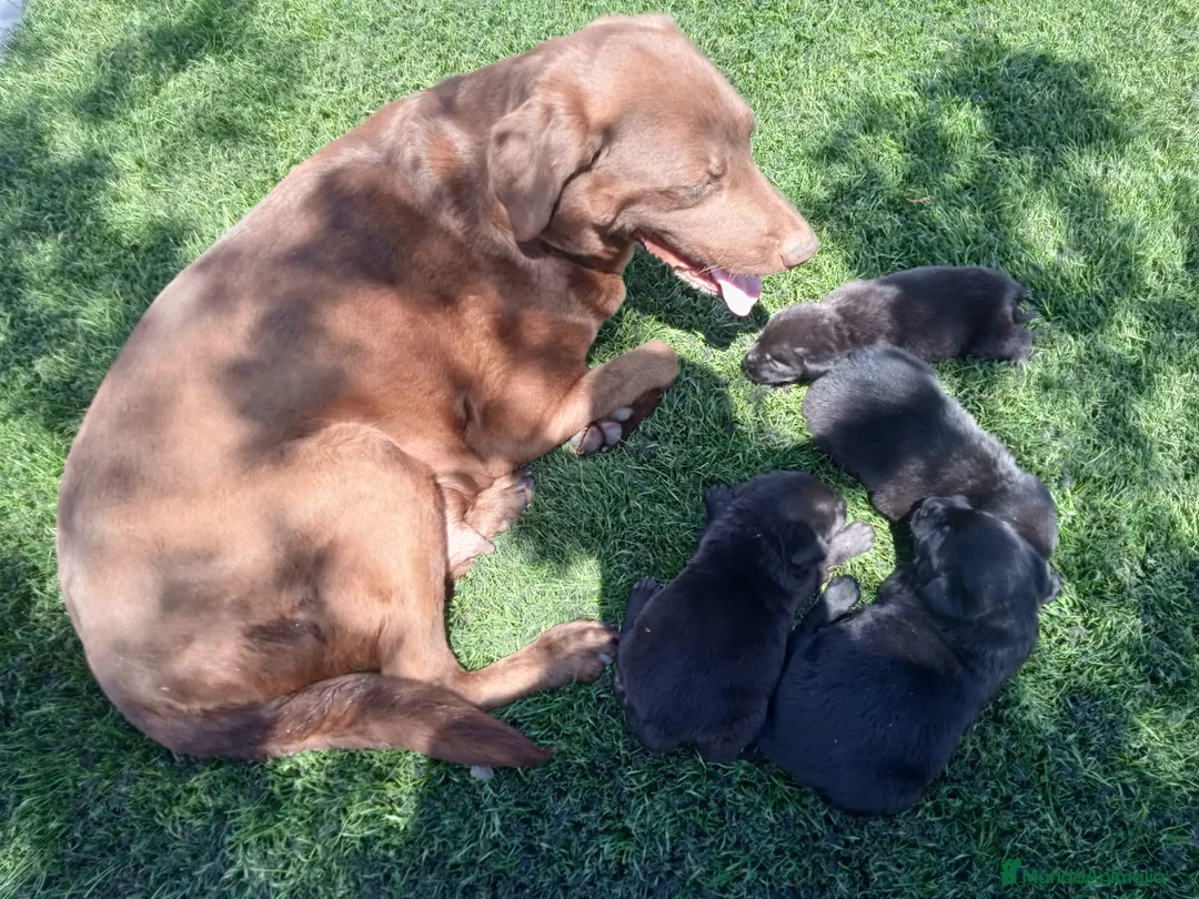 Labrador Retriever perros en venta: Labrador negro - Anuncio 2