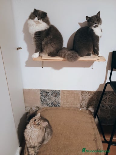 Imagen de galería {{count}}