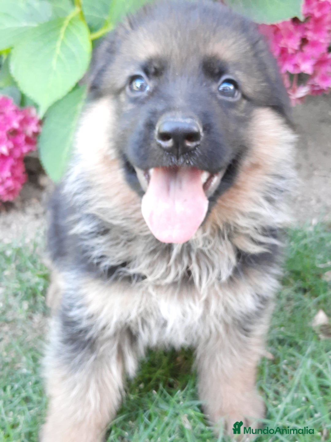 Pastor Alemán perros en venta: Pastores alemanes  - Imagen 1