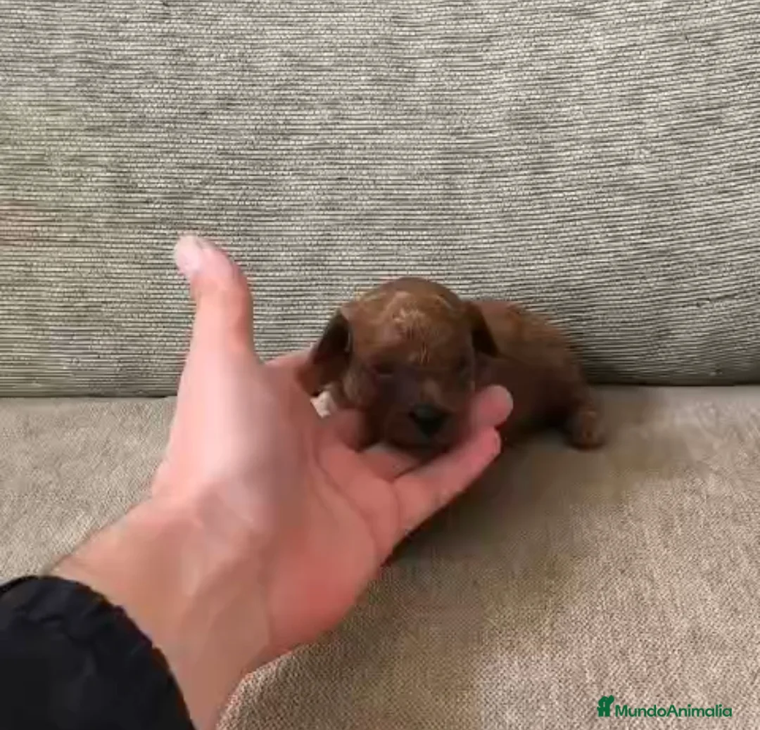 Caniche Toy perros en venta: Comprar y vender caniche toy macho y hembra rojo - Anuncio 3