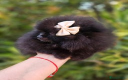 Pomerania perros en venta: Pomerania hembra  - Imagen 2