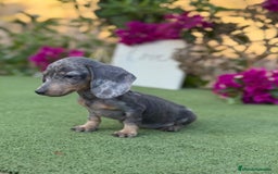 Teckel Miniatura perros en venta: Teckel kanichen macho arlequín blue  - Imagen 2