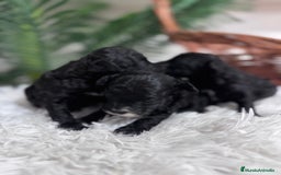 Caniche Toy perros en venta: CANICHE TOY - Imagen 1