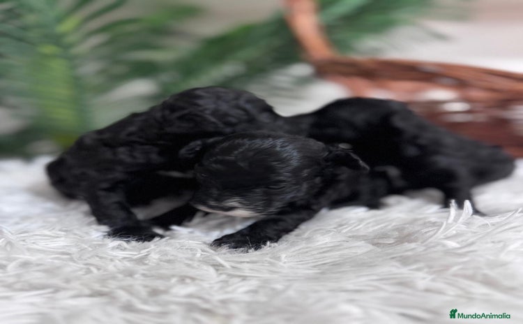 Caniche Toy perros - Anuncio 11