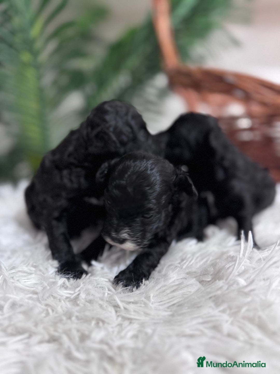 Caniche Toy perros en venta: CANICHE TOY - Imagen 1