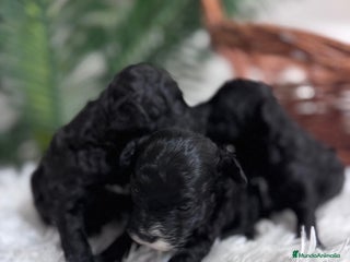 Caniche Toy perros - Anuncio 1