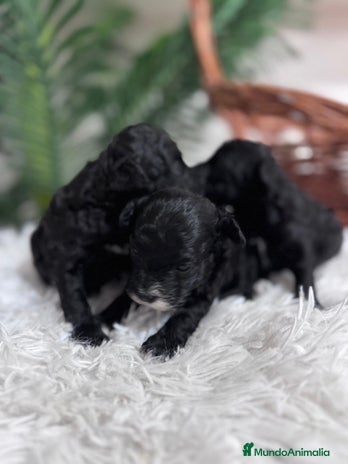 Caniche Toy perros - Anuncio 2