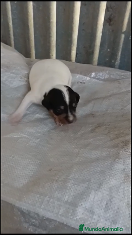 Ratonero Bodeguero Andaluz perros en Murcia - Anuncio 15