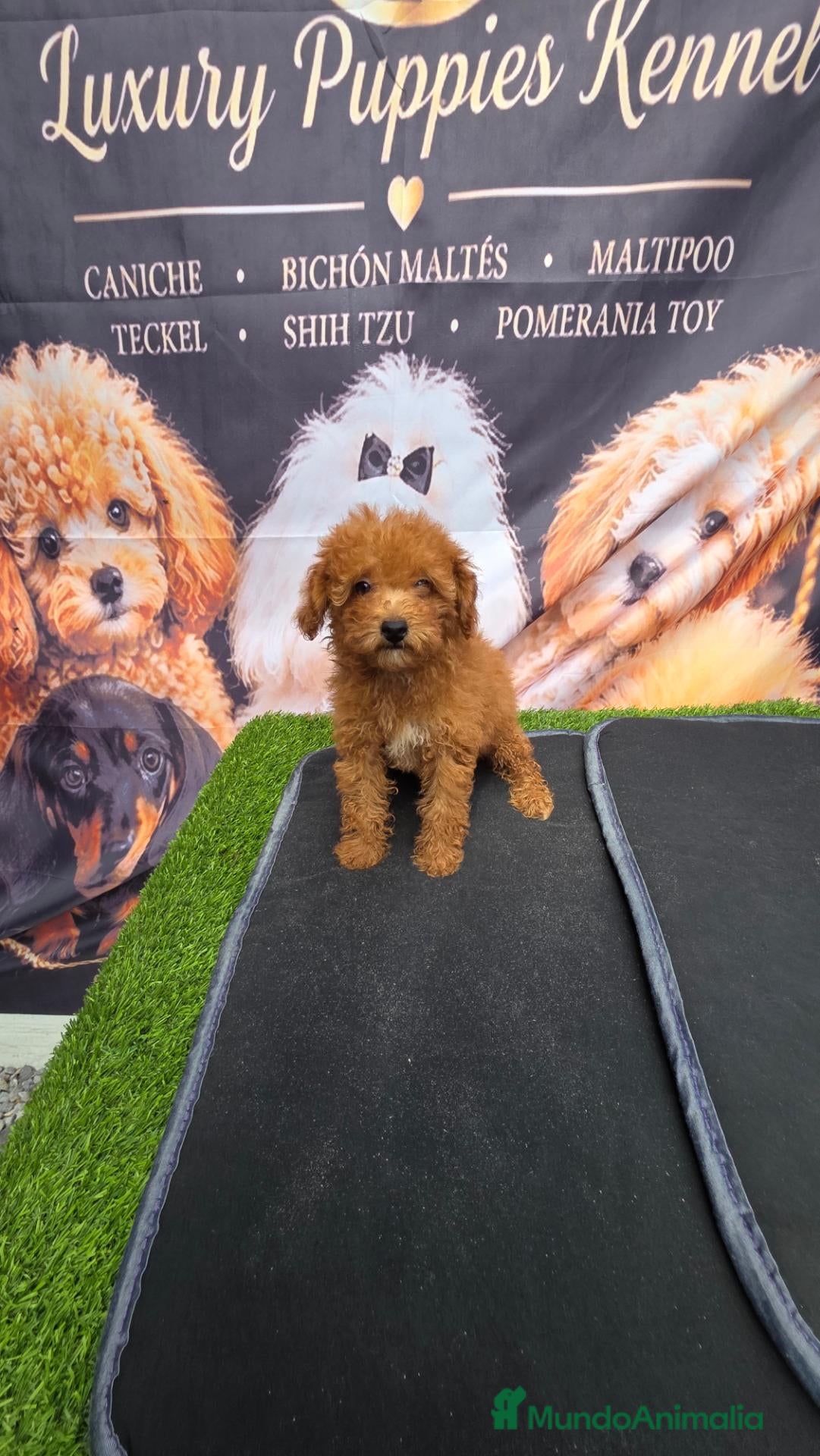 Caniche Toy perros en venta: Caniche toy 50% asiatico - Anuncio 4
