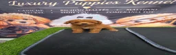 Caniche Toy perros en venta: Caniche toy 50% asiatico - Anuncio 1