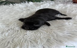 Cocker Spaniel Inglés perros en venta: COCKER MACHO - Imagen 6