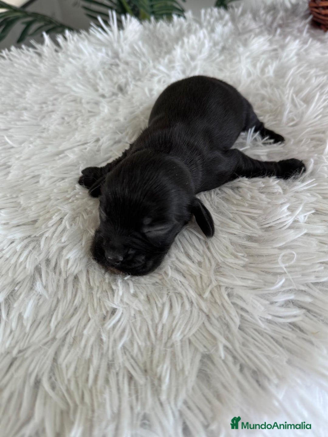 Cocker Spaniel Inglés perros en venta: COCKER MACHO - Imagen 6