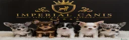 Chihuahua perros en venta: CHIHUAHUA, IMPERIAL CANIS. en Barcelona - Anuncio 1