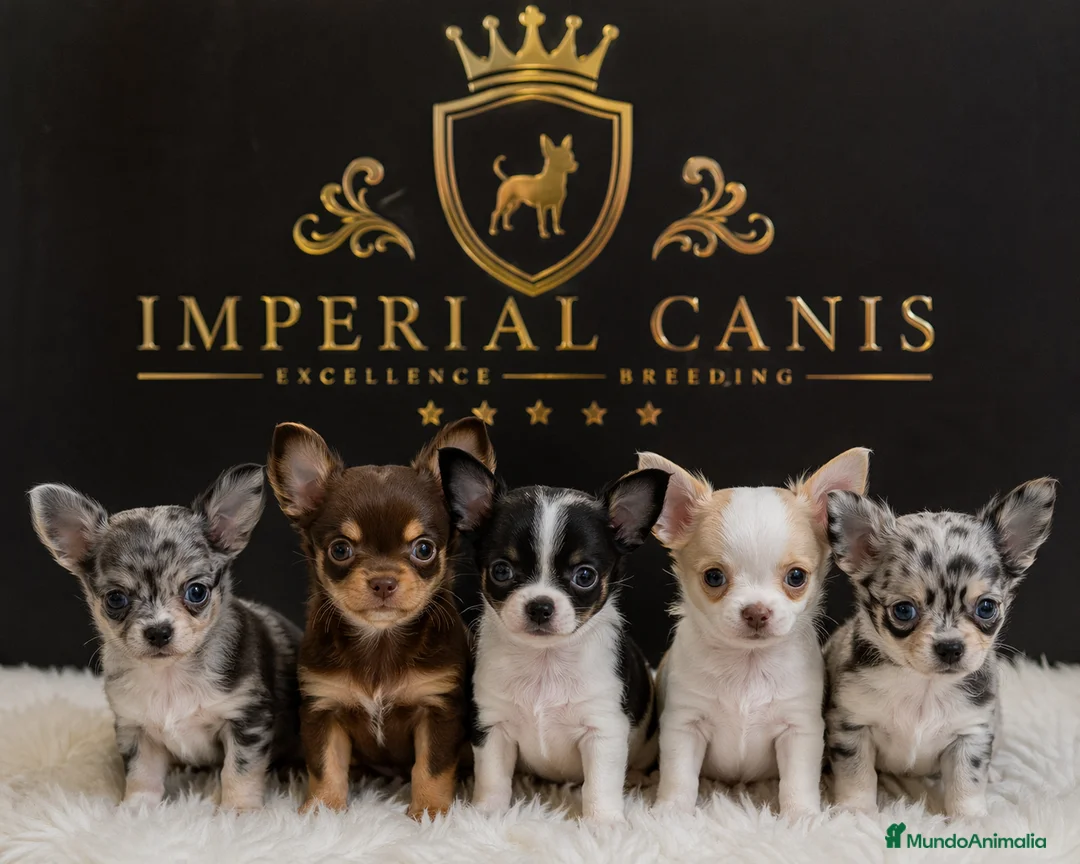 Chihuahua perros en venta: CHIHUAHUA, IMPERIAL CANIS. en Barcelona - Anuncio 1
