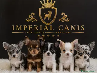 Chihuahua perros CHIHUAHUA, IMPERIAL CANIS. - Anuncio 1