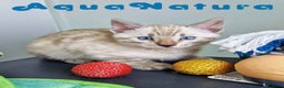 Bengalí gatos en venta: Bengali Snow Macho 4570 AQUANATURA - Anuncio 10