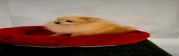 Pomerania perros en venta: Pomeranias adultos - Anuncio 4