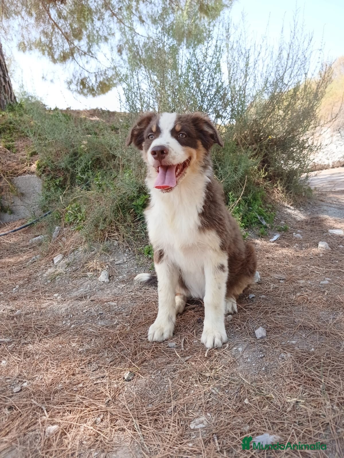 Pastor Australiano perros PASTOR AUSTRALIANO  - Anuncio 1