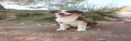 Pastor Australiano perros en venta: PASTOR AUSTRALIANO  - Anuncio 1