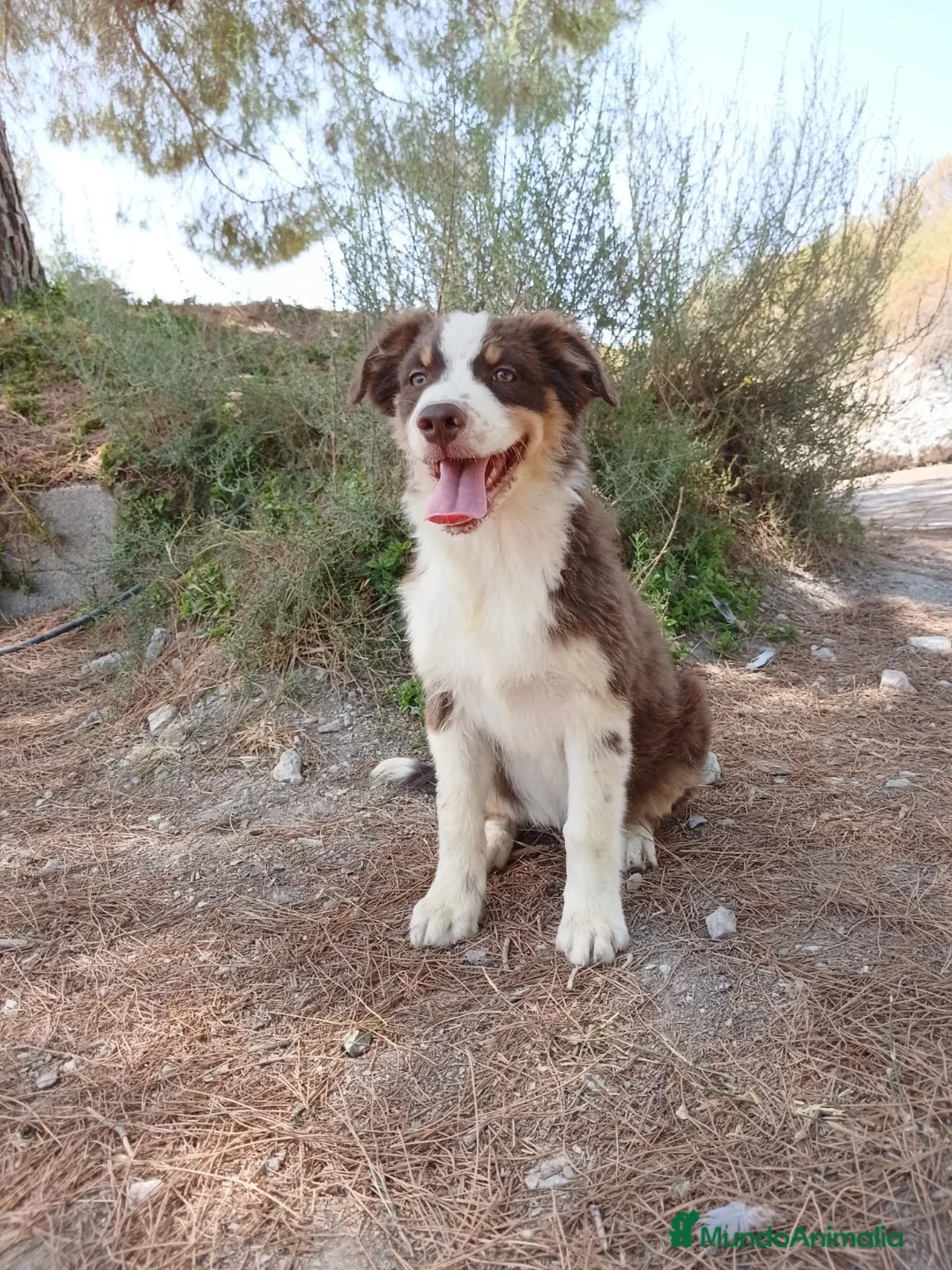 Pastor Australiano perros en venta: PASTOR AUSTRALIANO  - Anuncio 1