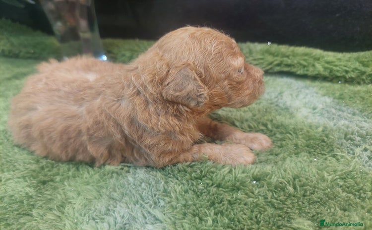 Maltipoo perros - Anuncio 1