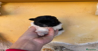 Pomerania perros Pomerania Toy - Anuncio 1