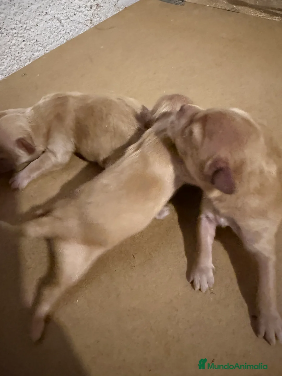 Maltipoo perros en venta: Maltipoo toys  - Anuncio 1