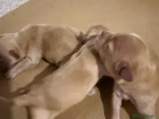 Maltipoo perros Maltipoo toys - Anuncio 1