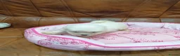 Bichón Maltés perros en venta: BICHON MALTES  - Anuncio 8
