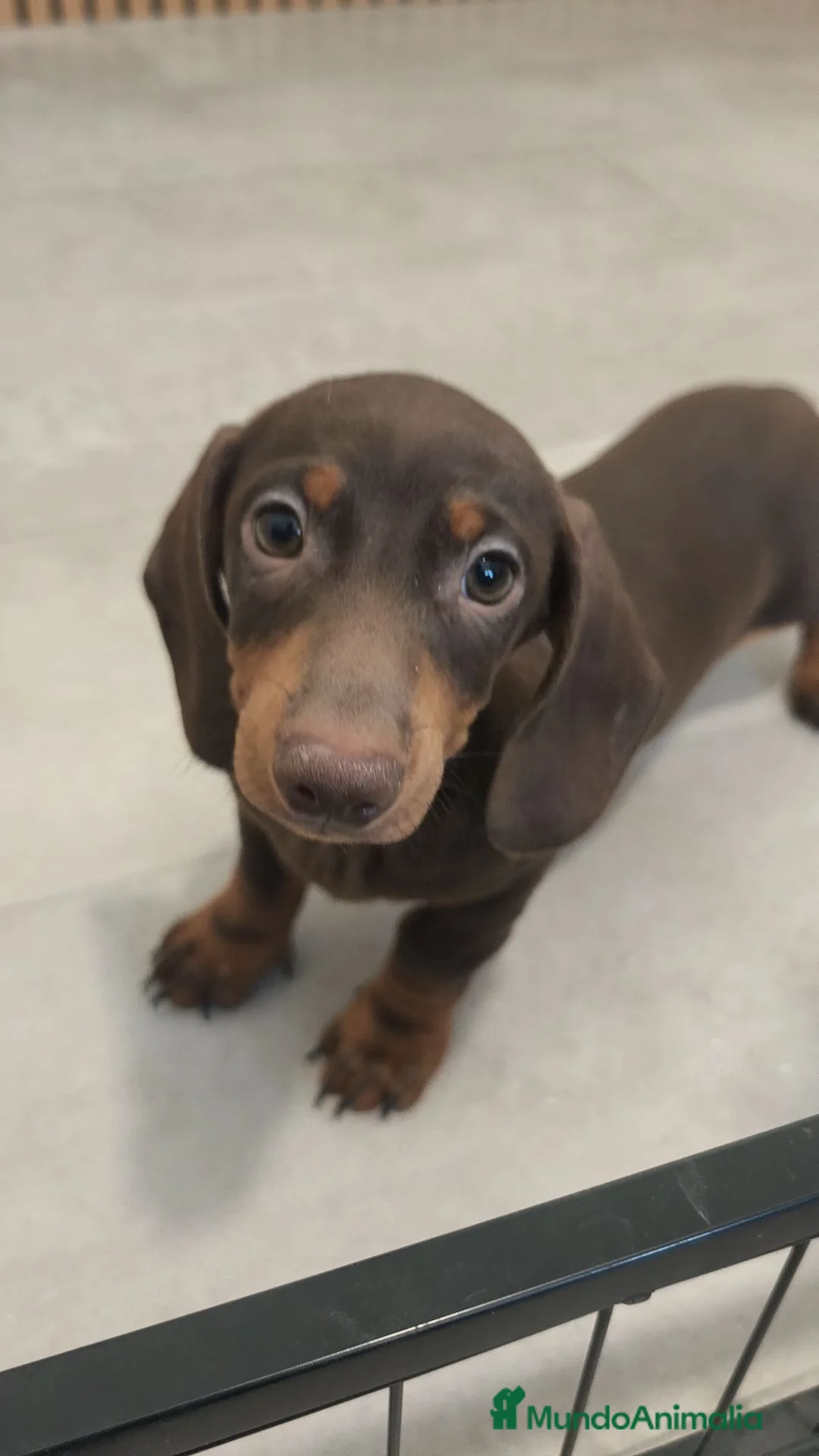 Teckel Miniatura perros en venta: TECKEL MINI DISPONIBLES - Anuncio 2
