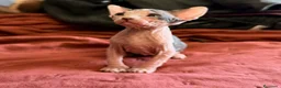 Sphynx gatos en venta: Sphynx Bicolor  - Anuncio 3