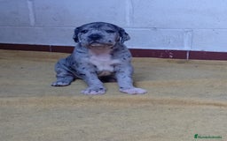 Dogo Alemán perros en venta: GRAN DANES ♂️♀️ - Imagen 1