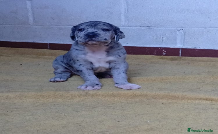 Dogo Alemán perros - Anuncio 1