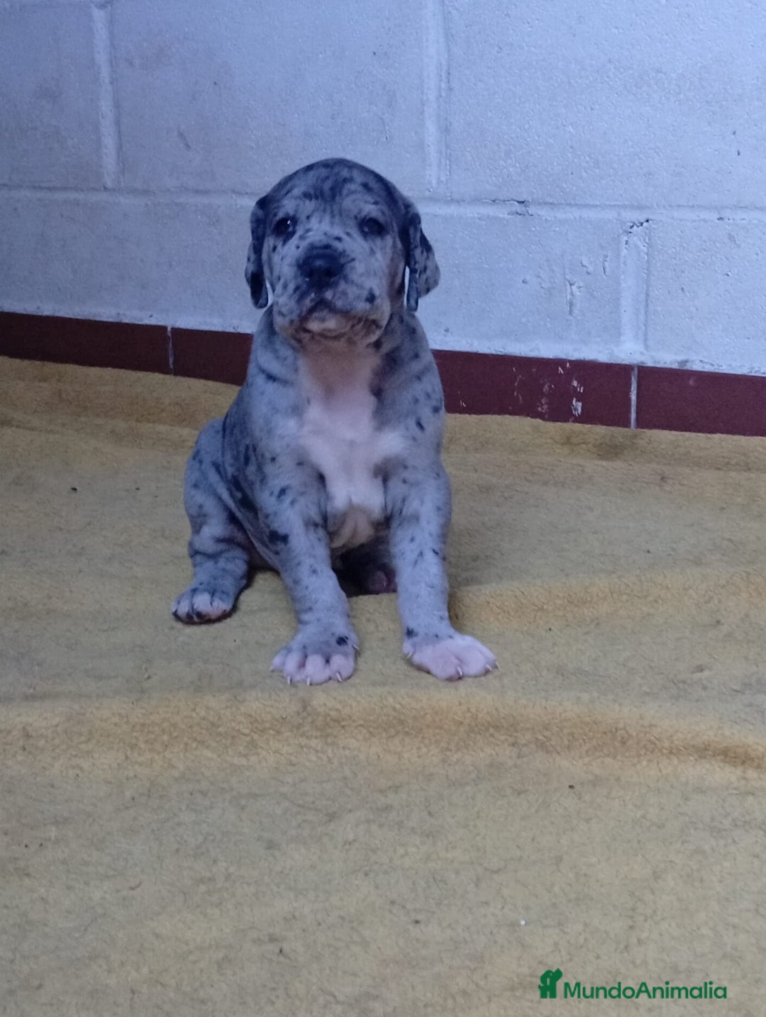 Dogo Alemán perros en venta: GRAN DANES ♂️♀️ - Imagen 1