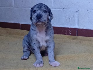 Dogo Alemán perros - Anuncio 1