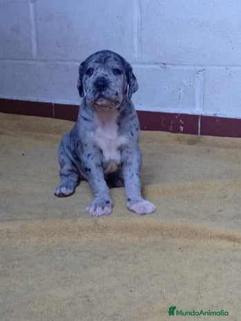 Dogo Alemán perros GRAN DANES ♂️♀️ - Anuncio 2