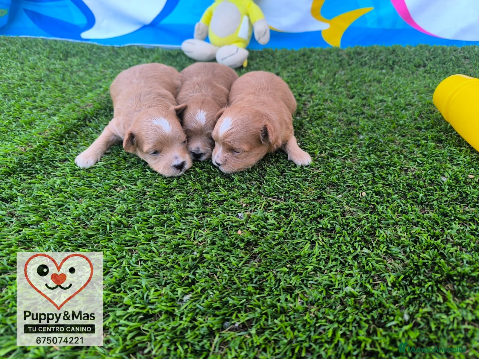 Maltipoo perros Maltipoo - Anuncio 1