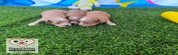 Maltipoo perros en venta: Maltipoo - Anuncio 1