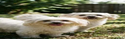 Bichón Maltés perros en venta: Bichon maltés🐻🐾 en Murcia - Anuncio 2
