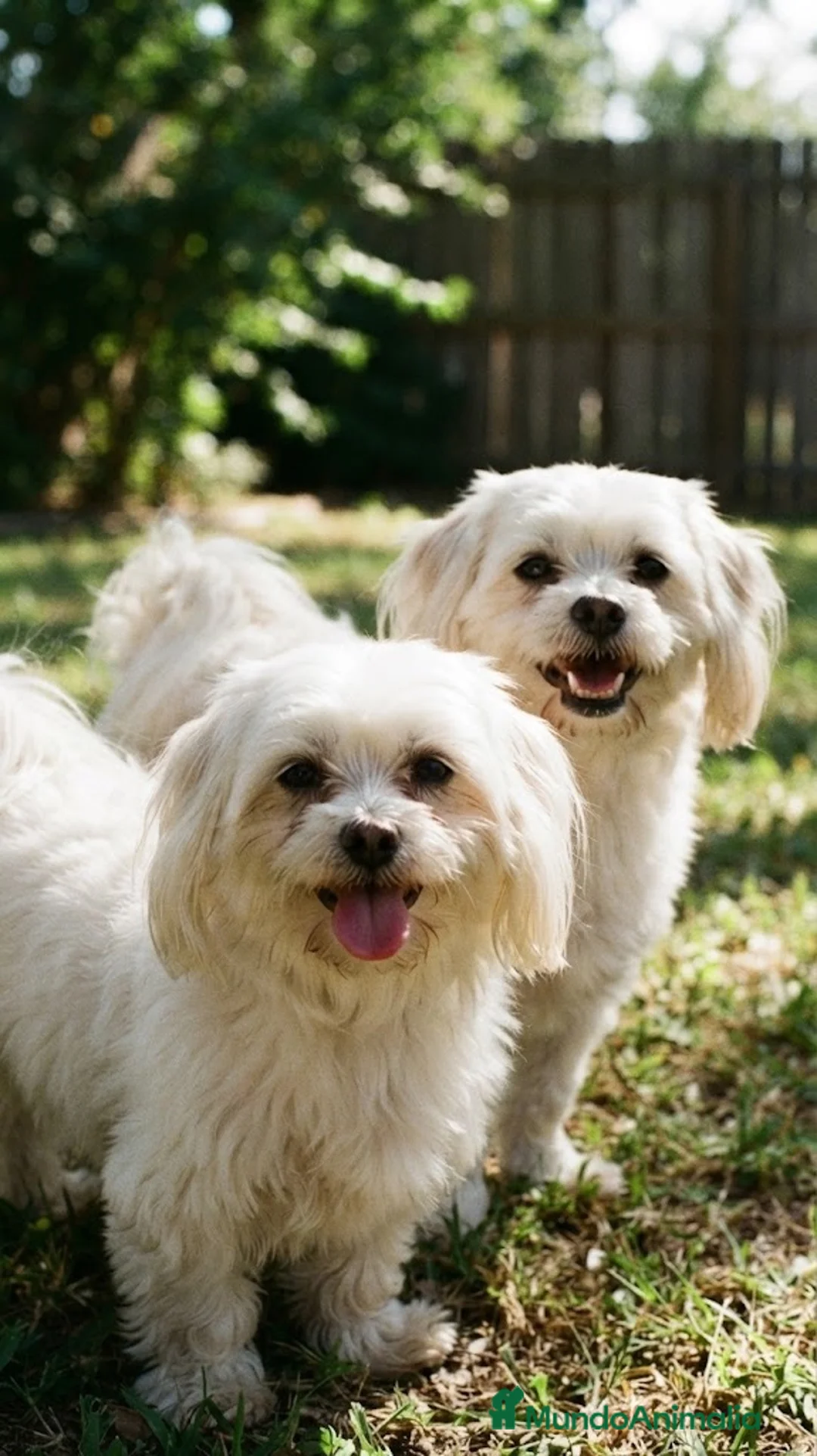 Bichón Maltés perros en venta: Bichon maltés🐻🐾 en Murcia - Anuncio 2