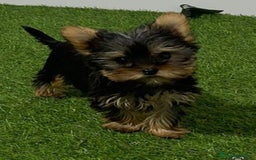 Yorkshire Terrier perros en venta: YORKSHIRE - Imagen 1