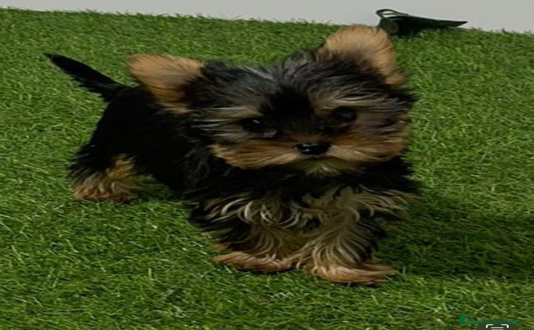 Yorkshire Terrier perros - Anuncio 2
