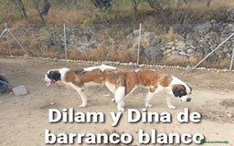 San Bernardo perros para monta: San bernardo excelente con pedigree - Imagen 1