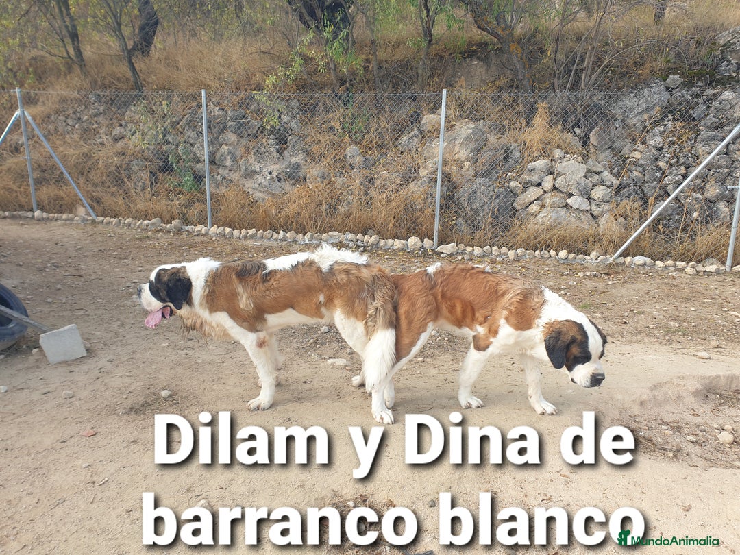 San Bernardo perros para monta: San bernardo excelente con pedigree - Imagen 1