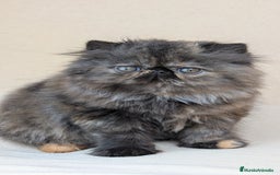 Persa gatos en venta: Persa Tortuga negra - Imagen 1