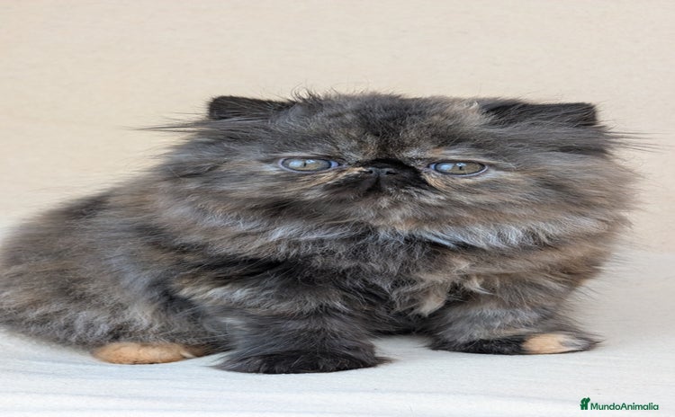 Persa gatos - Anuncio 1