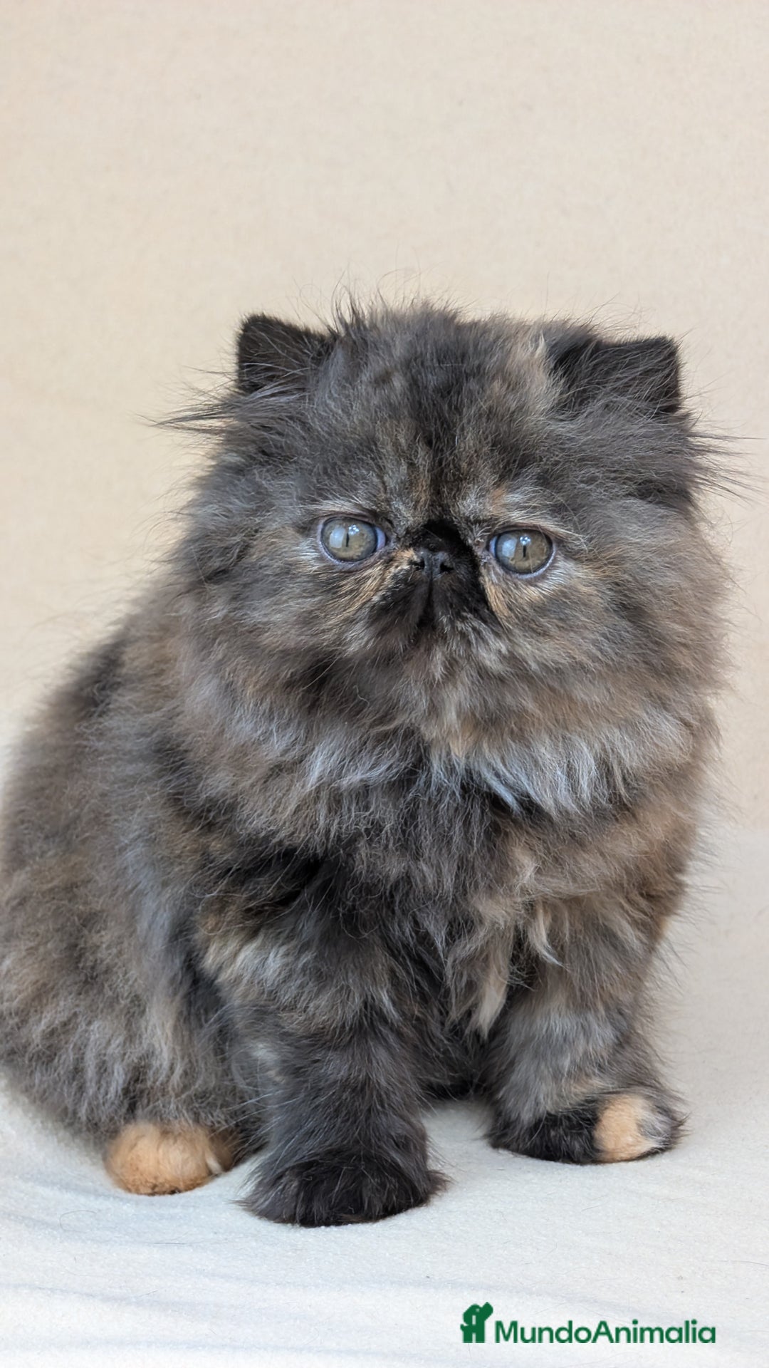 Persa gatos en venta: Persa Tortuga negra - Imagen 1