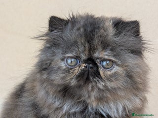 Persa gatos - Anuncio 1