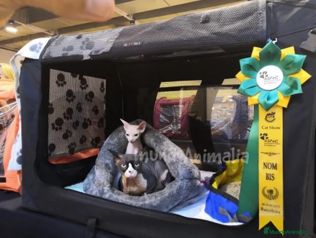 Imagen de galería {{count}}